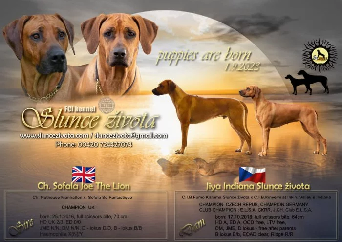 Rhodéský ridgeback s PP - nestandardní fenka k odběru