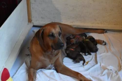 Rhodéský ridgeback s PP - nestandardní fenka k odběru