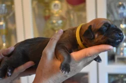 Rhodéský ridgeback s PP - nestandardní fenka k odběru
