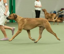 Rhodéský ridgeback s PP - nestandardní fenka k odběru