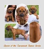 Rhodéský ridgeback s PP - nestandardní fenka k odběru