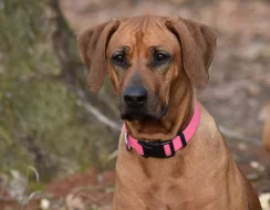 Rhodéský ridgeback s PP - nestandardní fenka k odběru