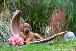 Rhodéský ridgeback s PP - nestandardní fenka k odběru