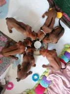 Rhodéský ridgeback s PP - nestandardní fenka k odběru