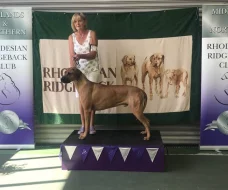 Rhodéský ridgeback s PP - nestandardní fenka k odběru