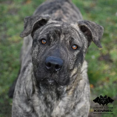 Uruguayský Cimarron s PP bez dysplazie na prodej