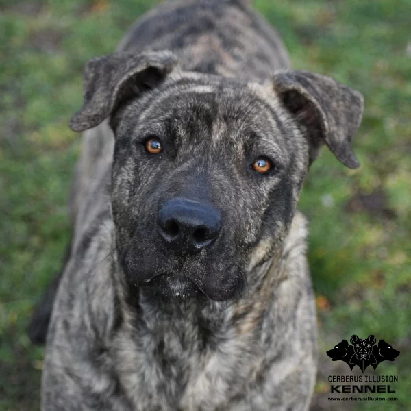 Uruguayský Cimarron s PP bez dysplazie na prodej