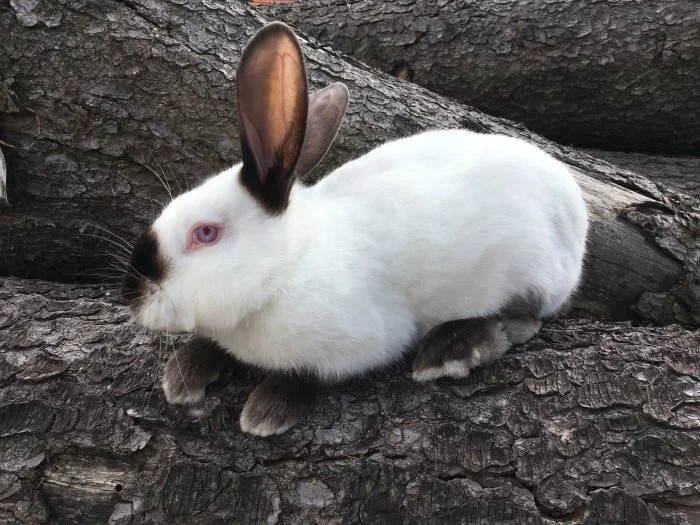 Prodám chovné samice a samce Hyplus