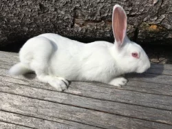 Prodám chovné samice a samce Hyplus