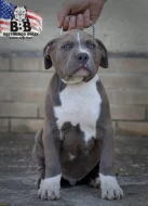 American bully xl