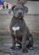 American bully xl
