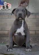 American bully xl