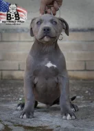 American bully xl