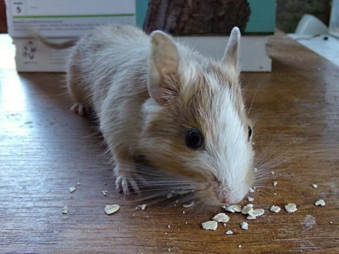 Osmák degu - 2 kluci s rodokmenem