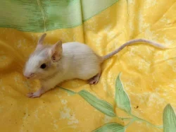Osmák degu - 2 kluci s rodokmenem