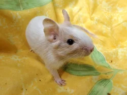 Osmák degu - 2 kluci s rodokmenem