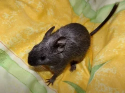 Osmák degu - 2 kluci s rodokmenem