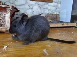 Osmák degu - 2 kluci s rodokmenem