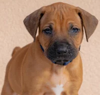 Prodám štěňata Rhodéský ridgeback s PP