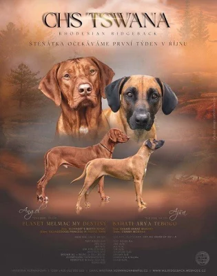 Prodám štěňata Rhodéský ridgeback s PP