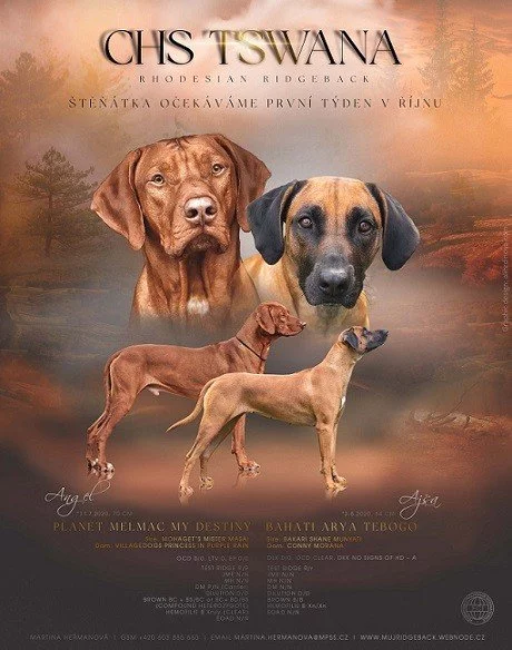 Prodám štěňata Rhodéský ridgeback s PP