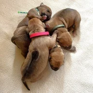 Prodám štěňata Rhodéský ridgeback s PP