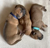 Prodám štěňata Rhodéský ridgeback s PP
