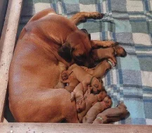 Prodám štěňata Rhodéský ridgeback s PP