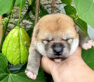 Shiba inu