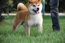 Shiba inu
