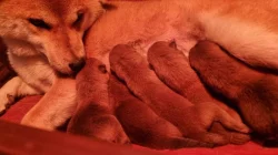 Shiba inu