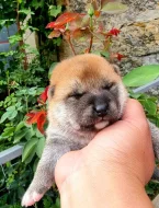 Shiba inu