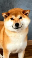 Shiba inu