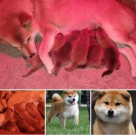 Shiba inu