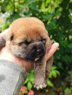 Shiba inu