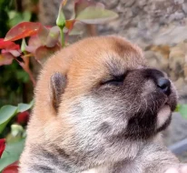 Shiba inu