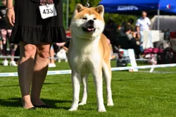 Akita inu s PP