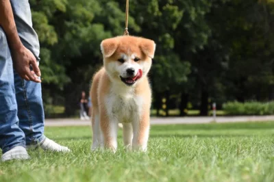 Akita inu s PP
