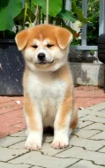 Akita inu s PP