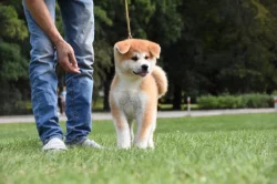 Akita inu s PP