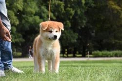 Akita inu s PP
