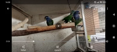 Amazonek modrohlavý