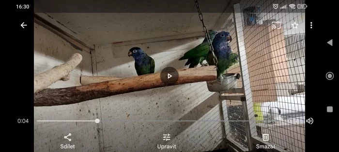 Amazonek modrohlavý
