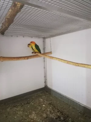 Amazonek bělobřichý