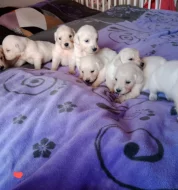 Zlatý retrívr/retriever štěňátka