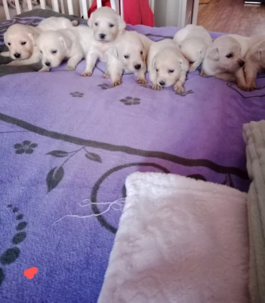 Zlatý retrívr/retriever štěňátka