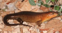 TRACHYLEPIS BREVICOLLIS (Somalia)