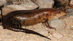 TRACHYLEPIS BREVICOLLIS (Somalia)
