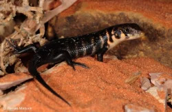 TRACHYLEPIS BREVICOLLIS (Somalia)