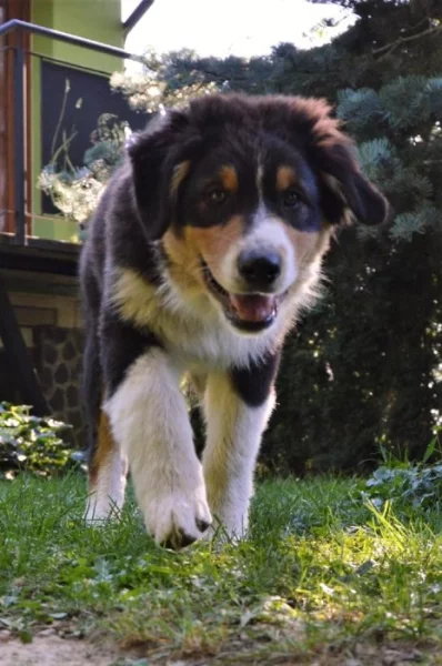 Štěňata Australského ovčáka